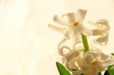 Duvarın arka planında beyaz sümbüller açıyor. Duvarda ve pencerede soluk, yumuşak bir sabah ışığı var.