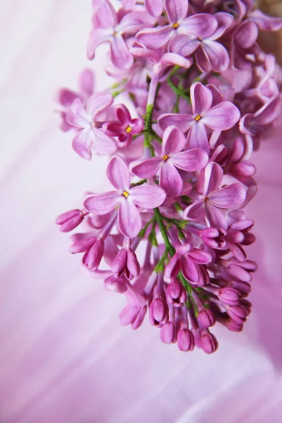 Цветок Сирени Тонком Розовом Фоне Неба — стоковое фото