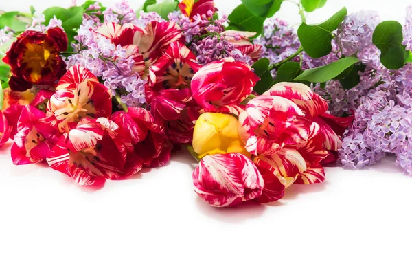 Strip of tulips and lilacs — Stock Photo, Image
