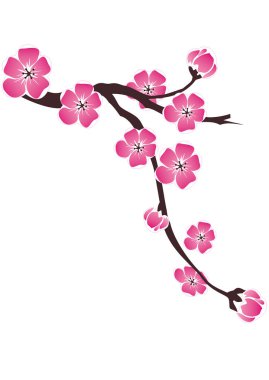 Kiraz çiçekleri beyaz bir arka planda çizim Şubesi