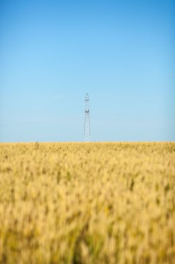 Buğday alan mavi gökyüzü ve elektrik direği ile