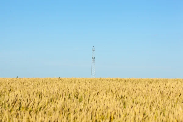 Pole pszenicy, Błękitne niebo i pole elektryczne — Zdjęcie stockowe