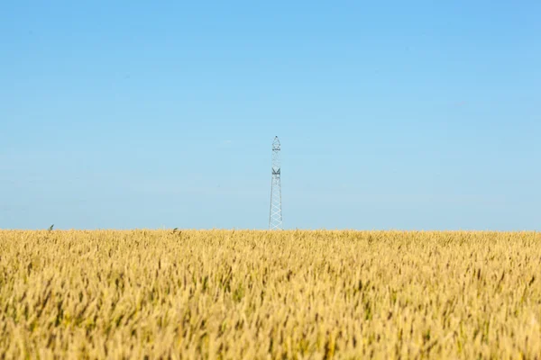 Búzamező, kék ég és elektromos pole — Stock Fotó