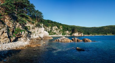 Çam ağacı bir kayaya sabah ışık denizde