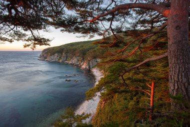 bir kayaya sabah ışığında deniz çam