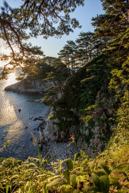 Pines sabah ışık denizde bir buzlu