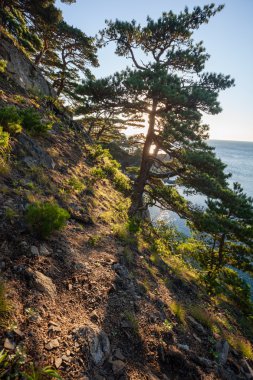 Pines sabah ışık denizde bir buzlu