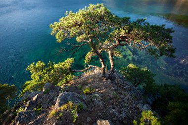 Pines sabah ışık denizde bir buzlu