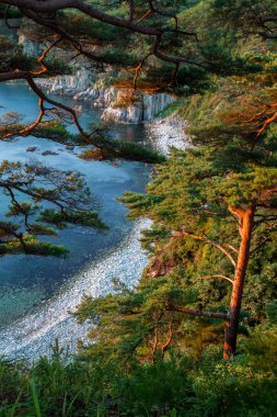 bir kayaya sabah ışığında deniz çam