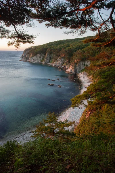 Сосны на скале у моря в утреннем свете — стоковое фото