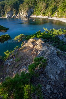 Pines sabah ışık denizde bir buzlu