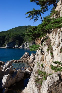 Pines sabah ışık denizde bir buzlu