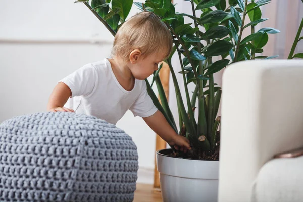 Netter kleiner Junge erkundet heimische Pflanzen im Haus — Stockfoto