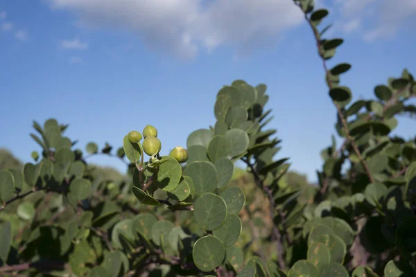 Caper plant with caper — Stock Photo, Image