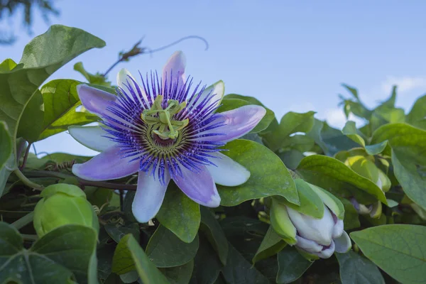 Flor de maracujá — Fotografia de Stock