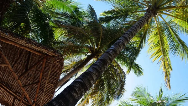 Palm tree in Madagascar — Stock Photo, Image