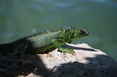Gün ışığında dinlenme Iguana