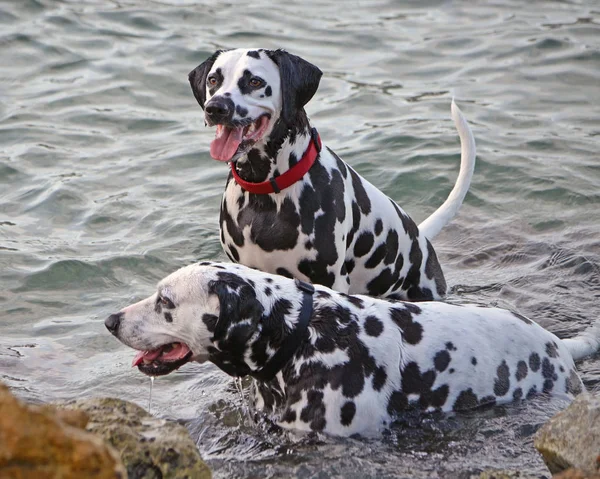 Dalmatiner Mutter und Sohn — Stockfoto