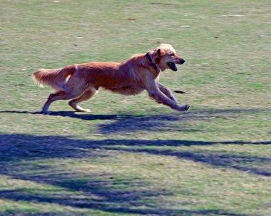 Frisky köpek köpek dişleri için Southpointe Park Miami Beach, Florida, kenara bir alanda çim eğlenirken