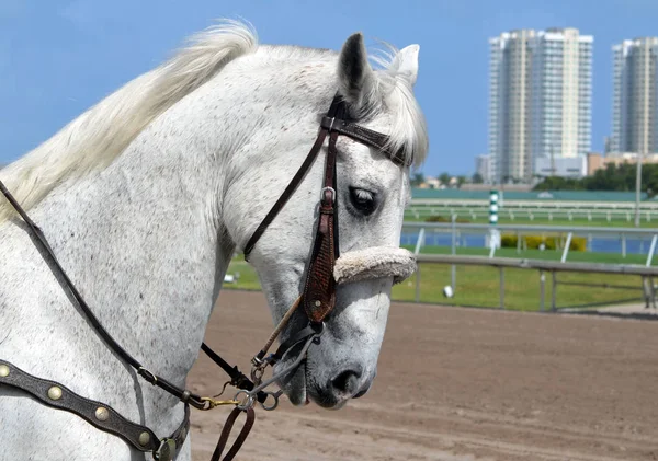 Portrait Companion Pony Waiting Escort Racehorse Starting Gate — Stock Photo, Image
