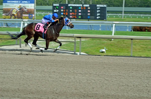 First Distinction Jockey Saez Heading Her First Ever Win Claiming — Stock Photo, Image