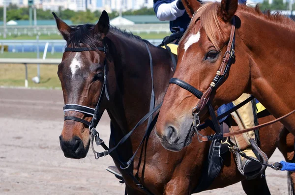 Retrato Dois Pôneis Chumbo Esperando Para Guiar Cavalos Corrida Puro — Fotografia de Stock