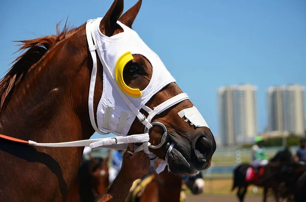 Portrait Thoroughbred Racehorse Wearing White Blinkers Being Led Saddling Paddock — Stock Photo, Image