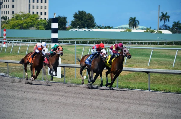 Cuatro Caballos Carreras Duelo Tramo Final Una Carrera Una Milla —  Fotos de Stock