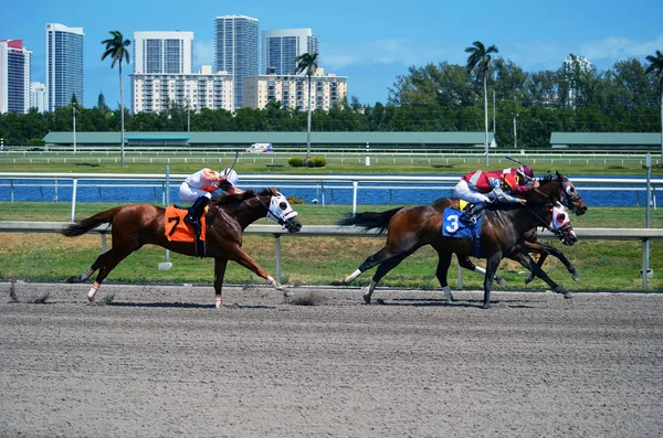 Chatiment にあえて つの数の馬と運転 2018 Hallendale フロリダ州のガルフストリームパーク競馬場でダートのレースを主張する つのマイルの Cubanbothersu レースは Twocubanbrothersu — ストック写真