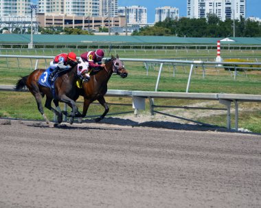 Sıkı demetler halinde atlar sadece bir mil ve kir Gulfstream Park, nerede Florida 30 Mart 2018'bir sekizinci yarış için başlangıç kapısı kırık.