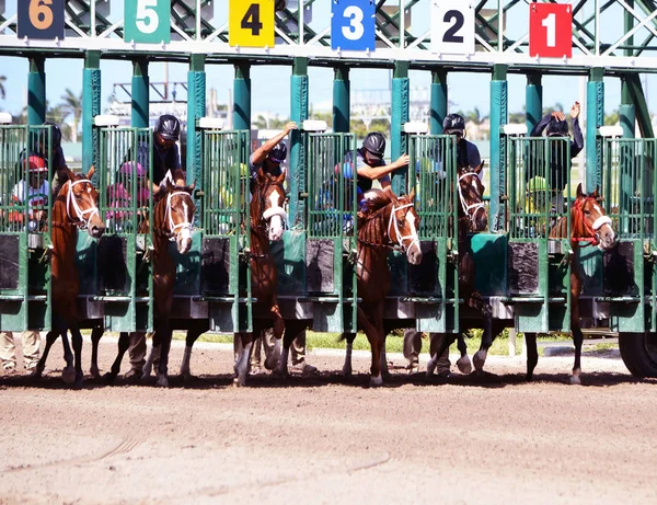 Starting Gate Just Opened Mile One Eighth Race Dirt Gulfstream — Stock Photo, Image