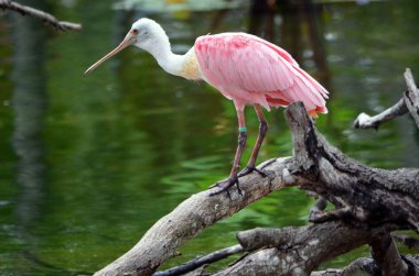 Pembe kaşıkçı, suda yaşayan bir kuş parçası sergi Güneydoğu Florida hayvanat bahçesinde.