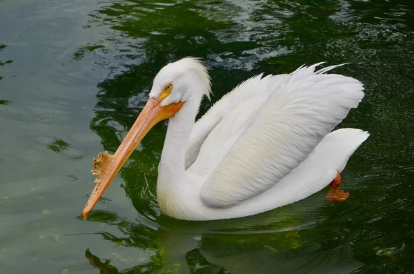 White Pelican Part Aquatic Bird Exhibit Zoo Southeast Florida — Stock Photo, Image