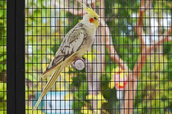 Kvinnliga Nymfparakit Nymfparakit Ställer Sydöstra Florida Zoo Fåglarna Inrymt Vad — Stockfoto