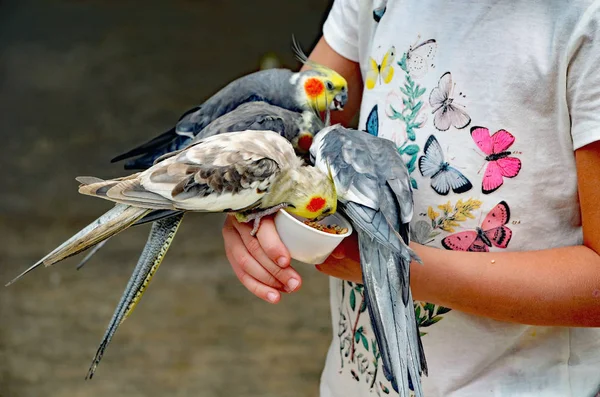 四五颜六色的鹦鹉吃零食从一个年轻女孩举行的小塑料杯 — 图库照片
