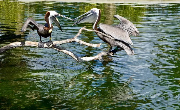 Two Pelicans Arguing Snack Got Away Aviary Southeast Florida Zoo — Stock Photo, Image