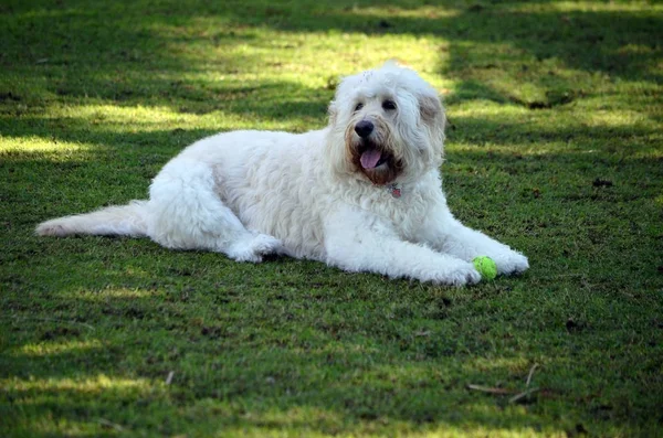 Labrador Poodle Mistura Raça Descansando Grama Parque — Fotografia de Stock