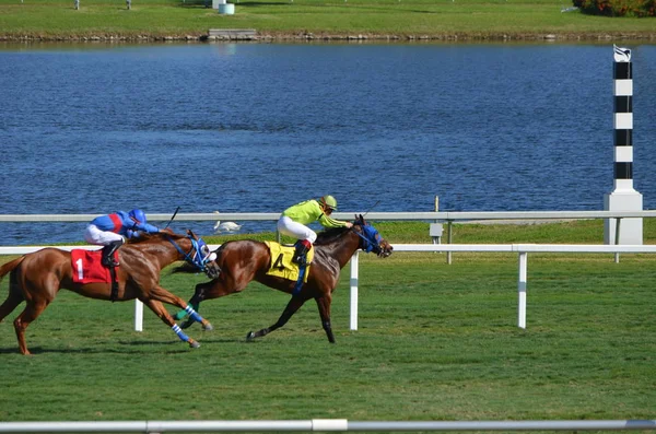 米国フロリダ州ハレンデール2020年1月15日 1頭の馬Fentynolaがガルフストリーム パークの芝の上で5つの長いスプリントレースに2位に入った4頭の馬プットナムを獲得した — ストック写真