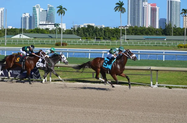 Hallendale Florida Janeiro 2020 Tos Nove Cavalos Flaming Hot Puxando — Fotografia de Stock