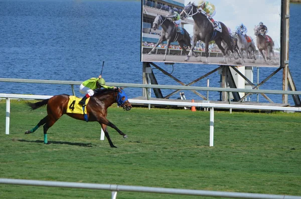 Hallendale Florida January 2020 Four Horse Putnam Who Eventually Placed — Stock Photo, Image