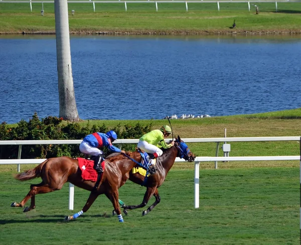 Hallendale Floride États Unis Janvier 2020 Seul Cheval Fentynola Déplaçant — Photo