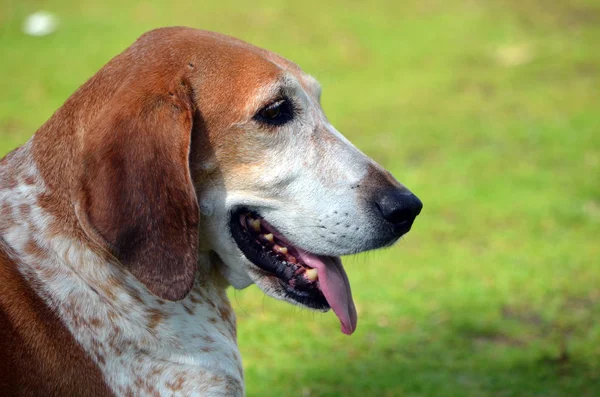 Nahaufnahme Porträt Eines Amerikanischen English Coonhound — Stockfoto