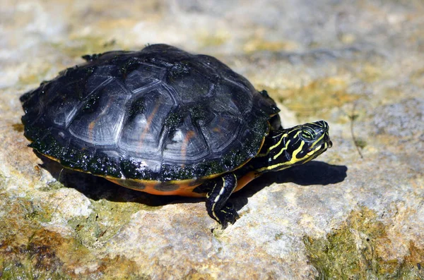 Small Fresh Water Pond Turtle Basking Sun — Stock Photo, Image