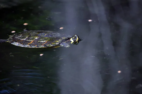 Small Fresh Water Turtle Swimming Botanical Garden Pond — Stock Photo, Image