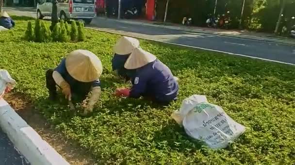 Women Make Weeding of Green Lawn — Stock Video