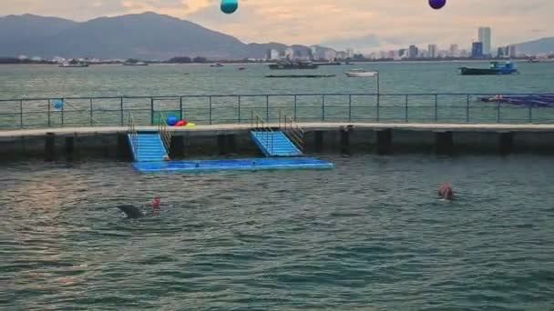 Gli addestratori mostrano trucchi e nuotano con i delfini — Video Stock