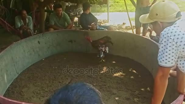 Los hombres entrenan pollas para pelea de gallos — Vídeo de stock