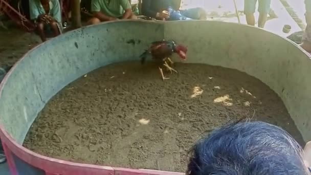 Los hombres entrenan pollas para pelea de gallos — Vídeo de stock