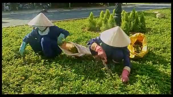 Les femmes font désherber la pelouse verte — Video