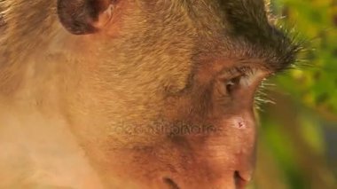 maymun closeup tropikal meyve yiyor
